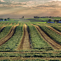 Wisconsin Field